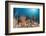 Coral Reef, Raja Ampat, West Papua, Indonesia-Reinhard Dirscherl-Framed Photographic Print