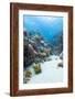 Coral Reef Scene Close to the Ocean Surface, Ras Mohammed Nat'l Pk, Off Sharm El Sheikh, Egypt-Mark Doherty-Framed Photographic Print