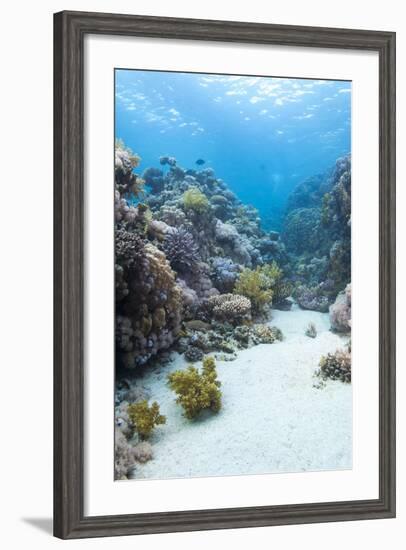 Coral Reef Scene Close to the Ocean Surface, Ras Mohammed Nat'l Pk, Off Sharm El Sheikh, Egypt-Mark Doherty-Framed Photographic Print