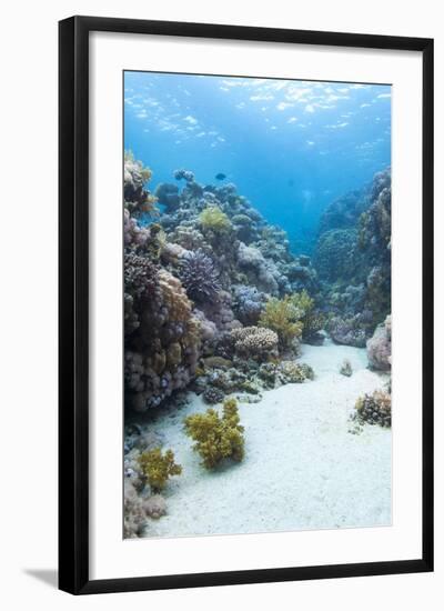 Coral Reef Scene Close to the Ocean Surface, Ras Mohammed Nat'l Pk, Off Sharm El Sheikh, Egypt-Mark Doherty-Framed Photographic Print