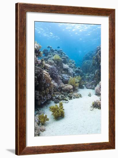 Coral Reef Scene Close to the Ocean Surface, Ras Mohammed Nat'l Pk, Off Sharm El Sheikh, Egypt-Mark Doherty-Framed Photographic Print