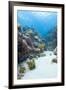 Coral Reef Scene Close to the Ocean Surface, Ras Mohammed Nat'l Pk, Off Sharm El Sheikh, Egypt-Mark Doherty-Framed Photographic Print