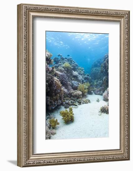 Coral Reef Scene Close to the Ocean Surface, Ras Mohammed Nat'l Pk, Off Sharm El Sheikh, Egypt-Mark Doherty-Framed Photographic Print