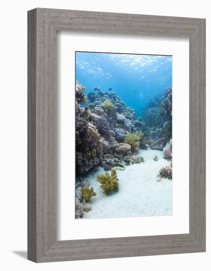 Coral Reef Scene Close to the Ocean Surface, Ras Mohammed Nat'l Pk, Off Sharm El Sheikh, Egypt-Mark Doherty-Framed Photographic Print