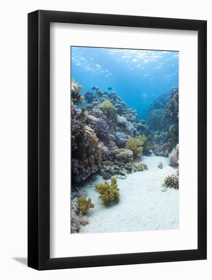 Coral Reef Scene Close to the Ocean Surface, Ras Mohammed Nat'l Pk, Off Sharm El Sheikh, Egypt-Mark Doherty-Framed Photographic Print