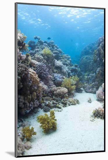Coral Reef Scene Close to the Ocean Surface, Ras Mohammed Nat'l Pk, Off Sharm El Sheikh, Egypt-Mark Doherty-Mounted Photographic Print