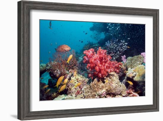 Coral Reef, Thailand-Georgette Douwma-Framed Photographic Print