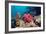 Coral Reef, Thailand-Georgette Douwma-Framed Photographic Print