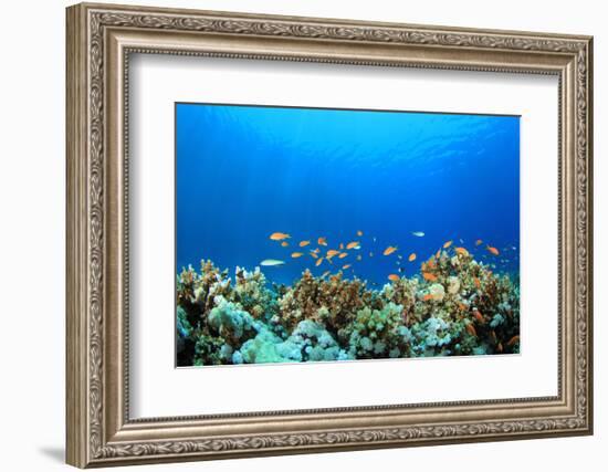 Coral Reef Underwater in Ocean-Rich Carey-Framed Photographic Print