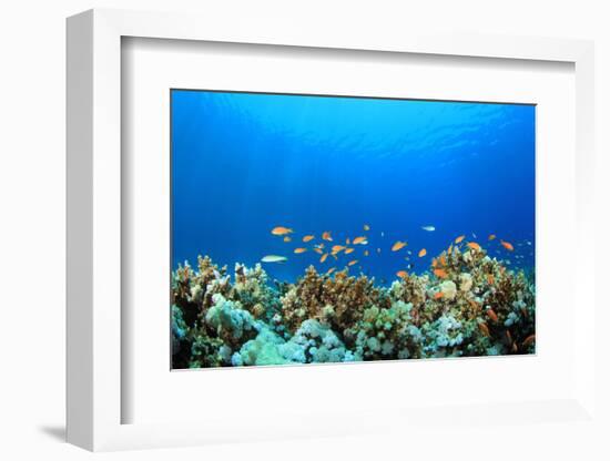 Coral Reef Underwater in Ocean-Rich Carey-Framed Photographic Print