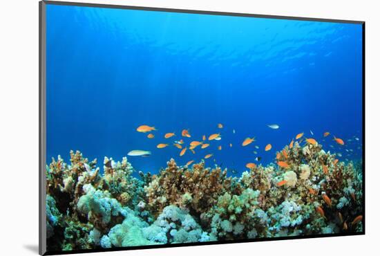 Coral Reef Underwater in Ocean-Rich Carey-Mounted Photographic Print