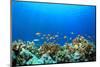 Coral Reef Underwater in Ocean-Rich Carey-Mounted Photographic Print