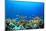 Coral Reef Underwater in Ocean-Rich Carey-Mounted Photographic Print