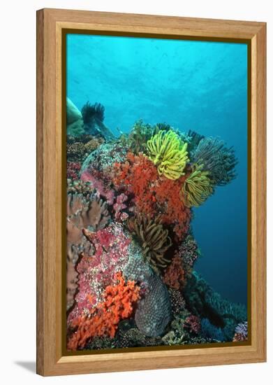 Coral Reef Underwater Scene of Coral Reef-null-Framed Premier Image Canvas