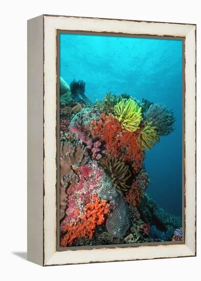 Coral Reef Underwater Scene of Coral Reef-null-Framed Premier Image Canvas