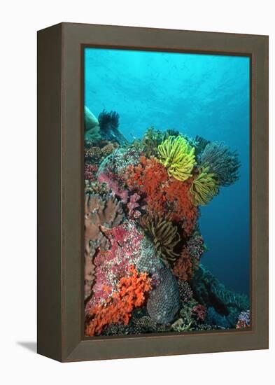 Coral Reef Underwater Scene of Coral Reef-null-Framed Premier Image Canvas