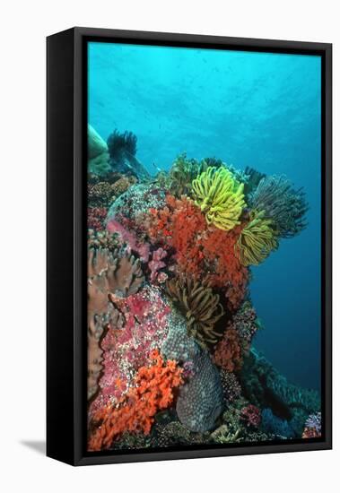 Coral Reef Underwater Scene of Coral Reef-null-Framed Premier Image Canvas