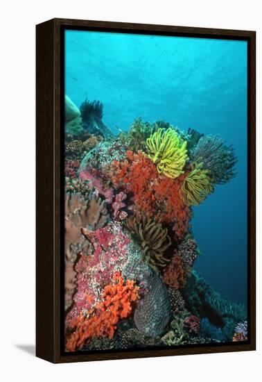 Coral Reef Underwater Scene of Coral Reef-null-Framed Premier Image Canvas