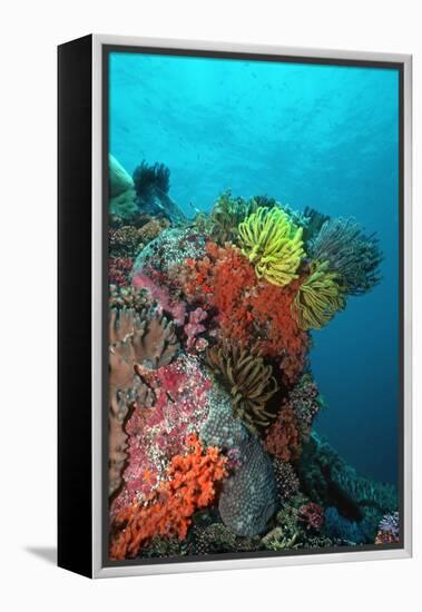 Coral Reef Underwater Scene of Coral Reef-null-Framed Premier Image Canvas