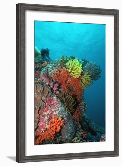 Coral Reef Underwater Scene of Coral Reef-null-Framed Photographic Print