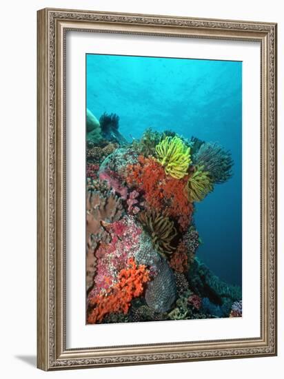 Coral Reef Underwater Scene of Coral Reef-null-Framed Photographic Print