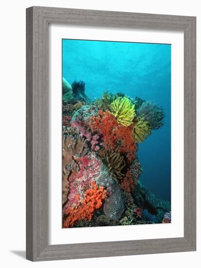 Coral Reef Underwater Scene of Coral Reef-null-Framed Photographic Print