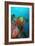 Coral Reef Underwater Scene of Coral Reef-null-Framed Photographic Print