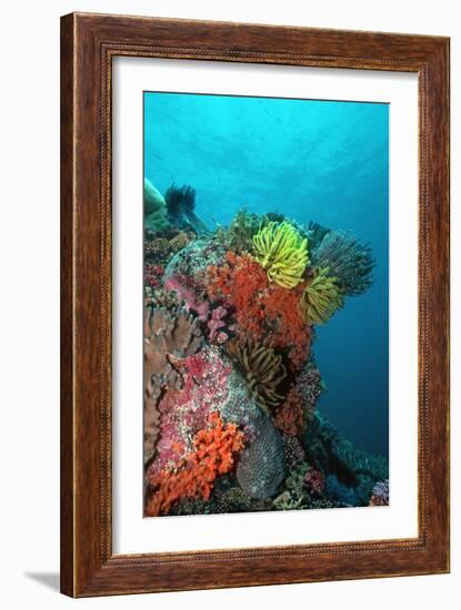 Coral Reef Underwater Scene of Coral Reef-null-Framed Photographic Print