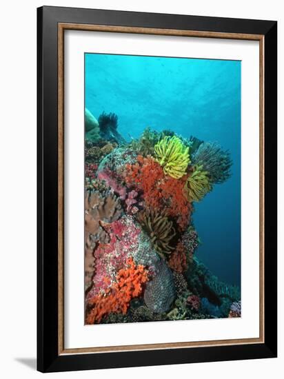 Coral Reef Underwater Scene of Coral Reef-null-Framed Photographic Print