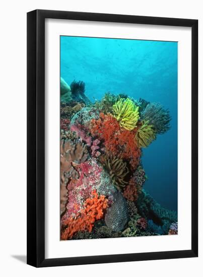 Coral Reef Underwater Scene of Coral Reef--Framed Photographic Print