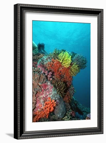 Coral Reef Underwater Scene of Coral Reef-null-Framed Photographic Print