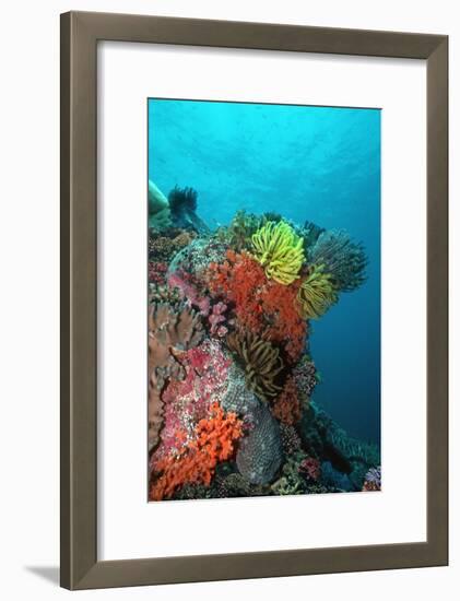 Coral Reef Underwater Scene of Coral Reef-null-Framed Photographic Print