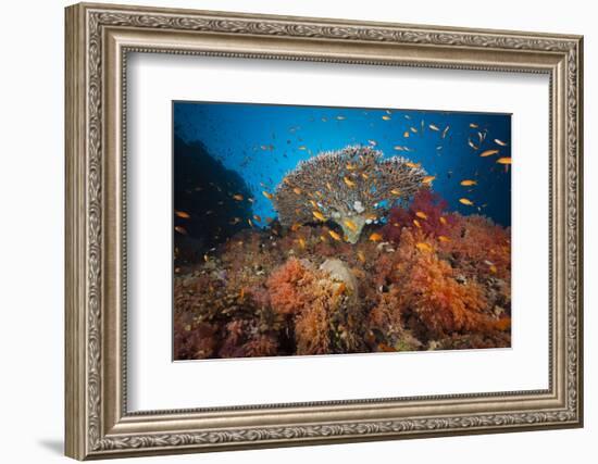 Coral Reef with Coloured Soft Corals, the Red Sea, Dahab, Egypt-Reinhard Dirscherl-Framed Photographic Print