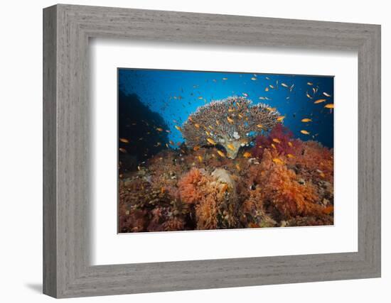 Coral Reef with Coloured Soft Corals, the Red Sea, Dahab, Egypt-Reinhard Dirscherl-Framed Photographic Print