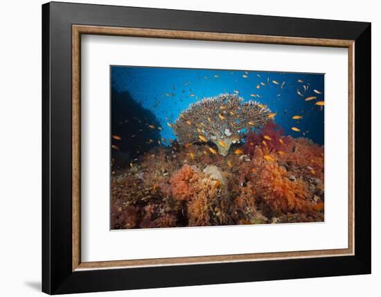 Coral Reef with Coloured Soft Corals, the Red Sea, Dahab, Egypt-Reinhard Dirscherl-Framed Photographic Print