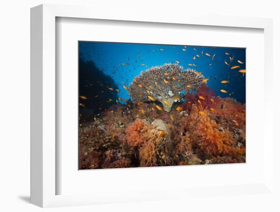 Coral Reef with Coloured Soft Corals, the Red Sea, Dahab, Egypt-Reinhard Dirscherl-Framed Photographic Print