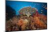 Coral Reef with Coloured Soft Corals, the Red Sea, Dahab, Egypt-Reinhard Dirscherl-Mounted Photographic Print