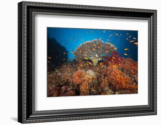 Coral Reef with Coloured Soft Corals, the Red Sea, Dahab, Egypt-Reinhard Dirscherl-Framed Photographic Print