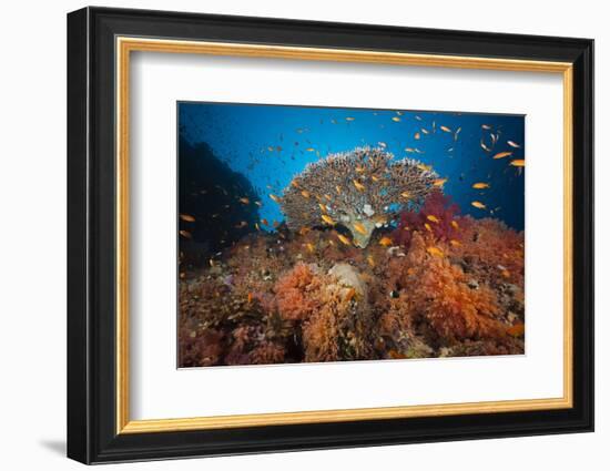 Coral Reef with Coloured Soft Corals, the Red Sea, Dahab, Egypt-Reinhard Dirscherl-Framed Photographic Print