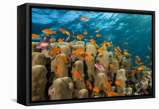 Coral Reef with Harem-Flag Perches, Pseudanthias Squamipinnis, the Red Sea, Ras Mohammed, Egypt-Reinhard Dirscherl-Framed Premier Image Canvas