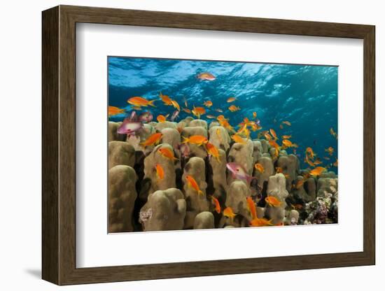 Coral Reef with Harem-Flag Perches, Pseudanthias Squamipinnis, the Red Sea, Ras Mohammed, Egypt-Reinhard Dirscherl-Framed Photographic Print