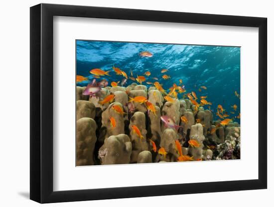 Coral Reef with Harem-Flag Perches, Pseudanthias Squamipinnis, the Red Sea, Ras Mohammed, Egypt-Reinhard Dirscherl-Framed Photographic Print