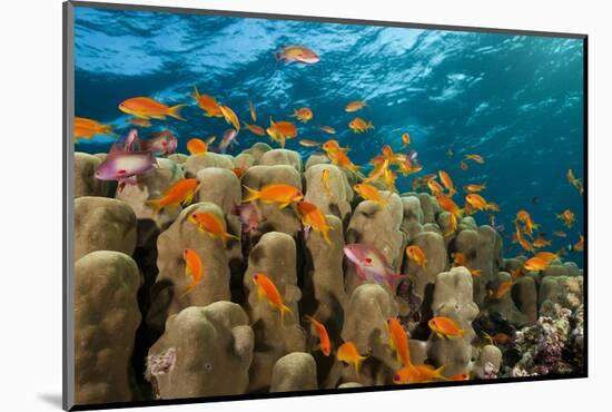 Coral Reef with Harem-Flag Perches, Pseudanthias Squamipinnis, the Red Sea, Ras Mohammed, Egypt-Reinhard Dirscherl-Mounted Photographic Print