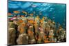 Coral Reef with Harem-Flag Perches, Pseudanthias Squamipinnis, the Red Sea, Ras Mohammed, Egypt-Reinhard Dirscherl-Mounted Photographic Print