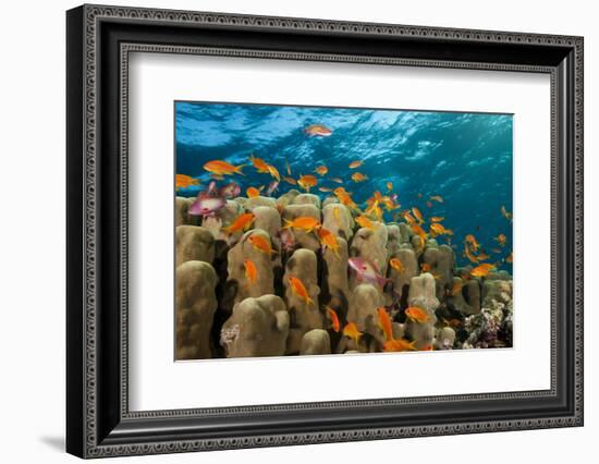 Coral Reef with Harem-Flag Perches, Pseudanthias Squamipinnis, the Red Sea, Ras Mohammed, Egypt-Reinhard Dirscherl-Framed Photographic Print