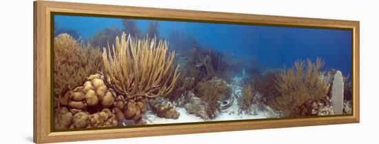 Coral Reef-Peter Scoones-Framed Premier Image Canvas