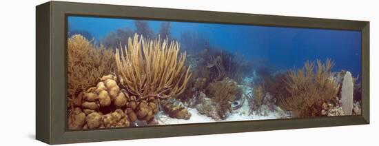 Coral Reef-Peter Scoones-Framed Premier Image Canvas