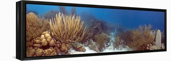 Coral Reef-Peter Scoones-Framed Premier Image Canvas