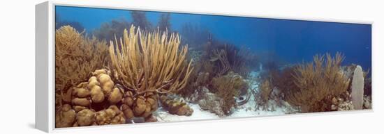 Coral Reef-Peter Scoones-Framed Premier Image Canvas