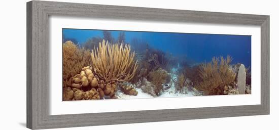 Coral Reef-Peter Scoones-Framed Photographic Print